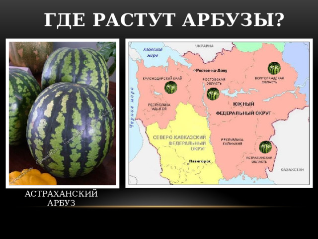 ГДЕ РАСТУТ АРБУЗЫ? АСТРАХАНСКИЙ АРБУЗ 