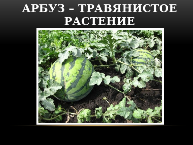 Арбуз – травянистое растение  