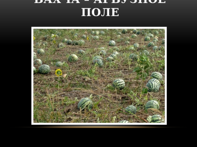 Бахча – арбузное поле 