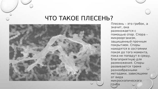 Что такое плесень? Плесень – это грибок, а значит, она размножается с помощью спор. Спора – микроорганизм, защищенный прочным покрытием. Споры находятся в состоянии покоя до того момента, пока не попадут в среду, благоприятную для размножения. Споры развиваются тремя разнообразными методами, зависящими от вида микроскопического гриба 