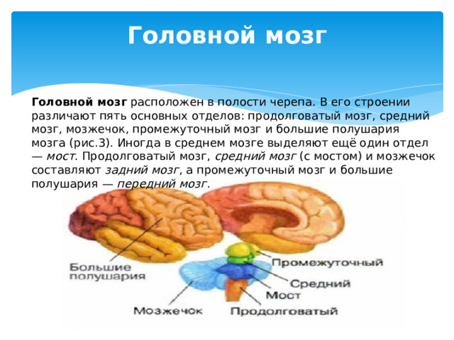 Головной мозг   Головной мозг  расположен в полости черепа. В его строении различают пять основных отделов: продолговатый мозг, средний мозг, мозжечок, промежуточный мозг и большие полушария мозга (рис.3). Иногда в среднем мозге выделяют ещё один отдел —  мост . Продолговатый мозг,  средний мозг  (с мостом) и мозжечок составляют  задний мозг , а промежуточный мозг и большие полушария —  передний мозг . 