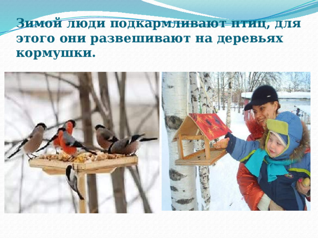 Зимой люди подкармливают птиц, для этого они развешивают на деревьях кормушки. 