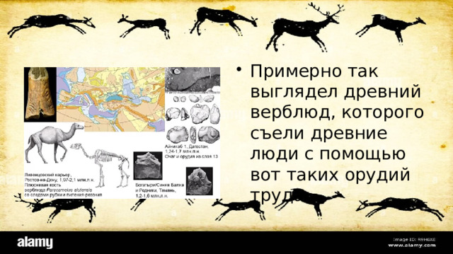 Примерно так выглядел древний верблюд, которого съели древние люди с помощью вот таких орудий труда 