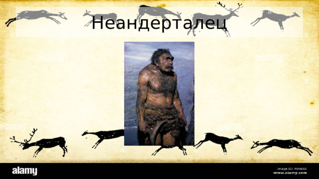 Неандерталец Многие признаки европейских неандертальцев могли возникнуть под влиянием тяжелейших условий ледникового периода около 70-60 тысяч лет назад. Телосложение неандертальцев было очень коренастым, ноги сравнительно короткими, грудь бочкообразной формы, плечи очень широкими. Поражает ширина кисти и стопы неандертальцев. Очевидно, это были очень сильные люди, привыкшие к огромным физическим нагрузкам. Такие специализированные формы неандертальцев часто называются 