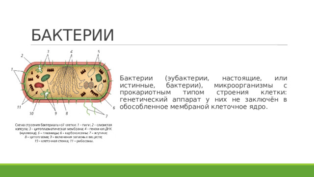БАКТЕРИИ Бактерии (эубактерии, настоящие, или истинные, бактерии), микроорганизмы с прокариотным типом строения клетки: генетический аппарат у них не заключён в обособленное мембраной клеточное ядро. 