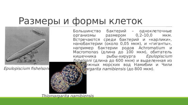 Размеры и формы клеток Большинство бактерий – одноклеточные организмы размером 0,2–10,0 мкм. Встречаются среди бактерий и «карлики», нанобактерии (около 0,05 мкм), и «гиганты», например бактерии родов Achromatium и Macromonas (длина до 100 мкм), обитатель кишечника рыбы-хирурга Epulopiscium fishelsoni (длина до 600 мкм) и выделенная из прибрежных морских вод Намибии и Чили Thiomargarita namibiensis (до 800 мкм). Epulopiscium fishelsoni Thiomargarita namibiensis 