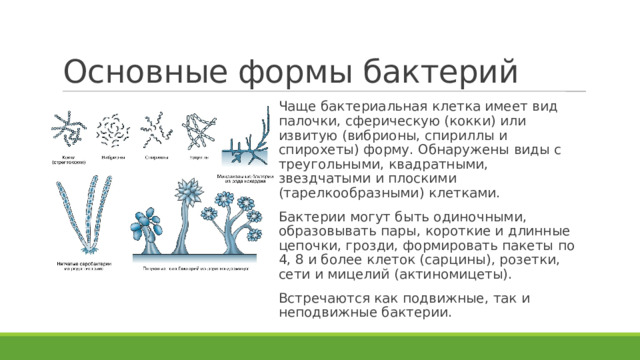 Основные формы бактерий Чаще бактериальная клетка имеет вид палочки, сферическую (кокки) или извитую (вибрионы, спириллы и спирохеты) форму. Обнаружены виды с треугольными, квадратными, звездчатыми и плоскими (тарелкообразными) клетками. Бактерии могут быть одиночными, образовывать пары, короткие и длинные цепочки, грозди, формировать пакеты по 4, 8 и более клеток (сарцины), розетки, сети и мицелий (актиномицеты). Встречаются как подвижные, так и неподвижные бактерии. 