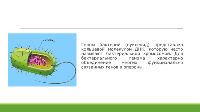 Геном бактерий (нуклеоид) представлен кольцевой молекулой ДНК, которую часто называют бактериальной хромосомой. Для бактериального генома характерно объединение многих функционально связанных генов в опероны. 