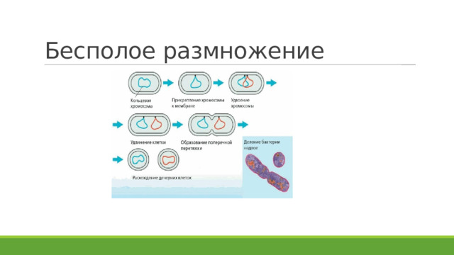 Бесполое размножение 