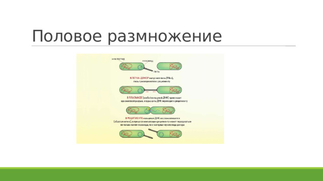 Половое размножение 