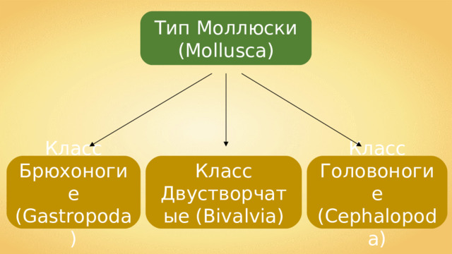 Тип Моллюски ( Mollusca) Класс Брюхоногие (Gastropoda) Класс Головоногие ( Cephalopoda) Класс Двустворчатые ( Bivalvia) 