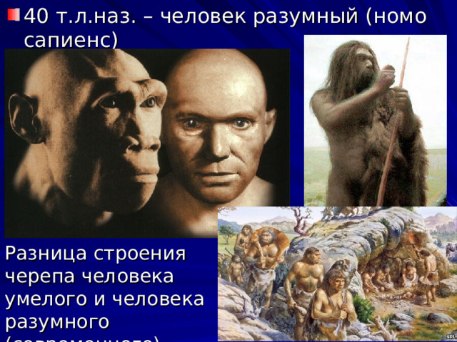 40 т.л.наз. – человек разумный (номо сапиенс) Разница строения черепа человека умелого и человека разумного (современного) 