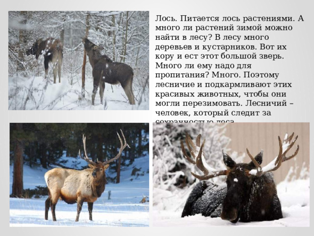 Лось. Питается лось растениями. А много ли растений зимой можно найти в лесу? В лесу много деревьев и кустарников. Вот их кору и ест этот большой зверь. Много ли ему надо для пропитания? Много. Поэтому лесничие и подкармливают этих красивых животных, чтобы они могли перезимовать. Лесничий – человек, который следит за сохранностью леса. 