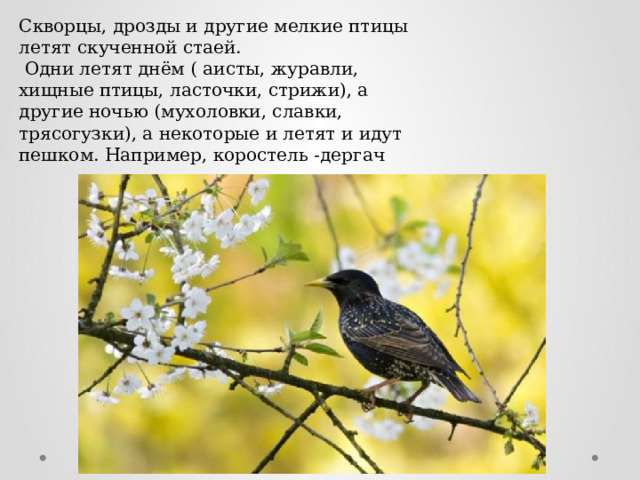 Скворцы, дрозды и другие мелкие птицы летят скученной стаей.  Одни летят днём ( аисты, журавли, хищные птицы, ласточки, стрижи), а другие ночью (мухоловки, славки, трясогузки), а некоторые и летят и идут пешком. Например, коростель -дергач 