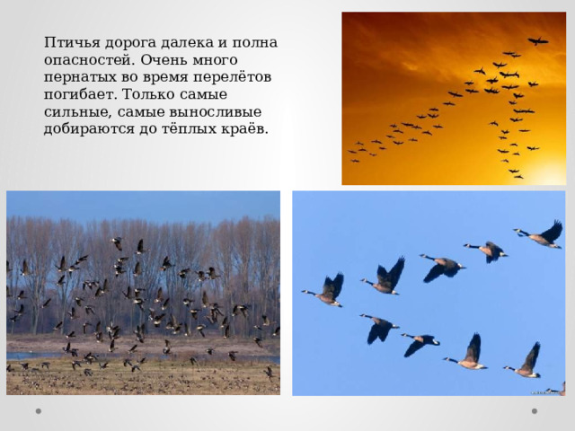 Птичья дорога далека и полна опасностей. Очень много пернатых во время перелётов погибает. Только самые сильные, самые выносливые добираются до тёплых краёв. 