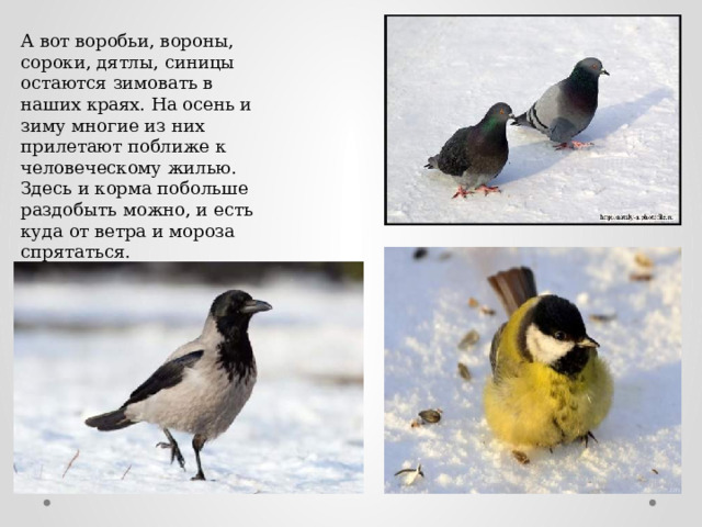 А вот воробьи, вороны, сороки, дятлы, синицы остаются зимовать в наших краях. На осень и зиму многие из них прилетают поближе к человеческому жилью. Здесь и корма побольше раздобыть можно, и есть куда от ветра и мороза спрятаться. 