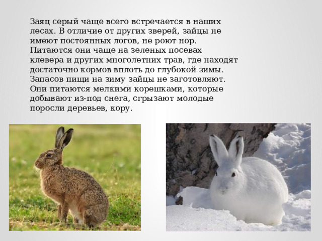 Заяц серый чаще всего встречается в наших лесах. В отличие от других зверей, зайцы не имеют постоянных логов, не роют нор. Питаются они чаще на зеленых посевах клевера и других многолетних трав, где находят достаточно кормов вплоть до глубокой зимы. Запасов пищи на зиму зайцы не заготовляют. Они питаются мелкими корешками, которые добывают из-под снега, сгрызают молодые поросли деревьев, кору. 