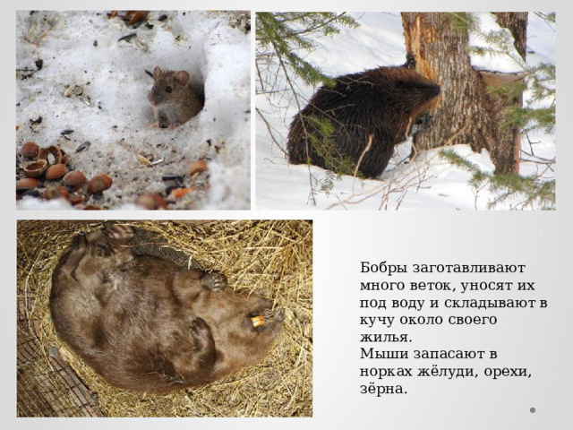 Бобры заготавливают много веток, уносят их под воду и складывают в кучу около своего жилья. Мыши запасают в норках жёлуди, орехи, зёрна. 