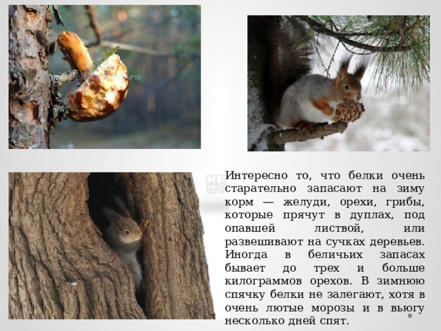 Интересно то, что белки очень старательно запасают на зиму корм — желуди, орехи, грибы, которые прячут в дуплах, под опавшей листвой, или развешивают на сучках деревьев. Иногда в беличьих запасах бывает до трех и больше килограммов орехов. В зимнюю спячку белки не залегают, хотя в очень лютые морозы и в вьюгу несколько дней спят. 