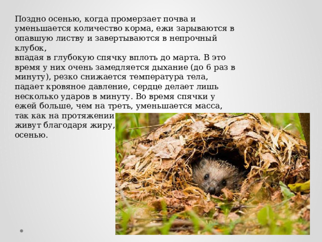Поздно осенью, когда промерзает почва и уменьшается количество корма, ежи зарываются в опавшую листву и завертываются в непрочный клубок, впадая в глубокую спячку вплоть до марта. В это время у них очень замедляется дыхание (до 6 раз в минуту), резко снижается температура тела, падает кровяное давление, сердце делает лишь несколько ударов в минуту. Во время спячки у ежей больше, чем на треть, уменьшается масса, так как на протяжении спячки они не питаются, а живут благодаря жиру, отложенному в теле осенью. 