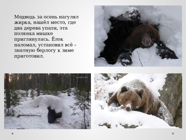 Медведь за осень нагулял жирка, нашёл место, где два дерева упали, эта полянка мишке приглянулась. Ёлок наломал, установил всё – знатную берлогу к зиме приготовил. 