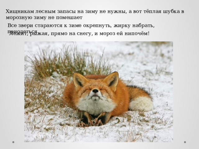 Хищникам лесным запасы на зиму не нужны, а вот тёплая шубка в морозную зиму не помешает Все звери стараются к зиме окрепнуть, жирку набрать, приодеться. Лежит, рыжая, прямо на снегу, и мороз ей нипочём! 