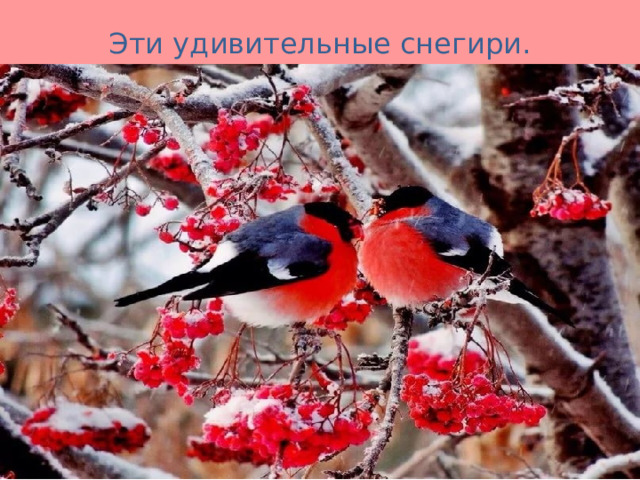 Эти удивительные снегири. 