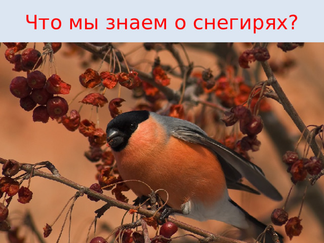 Что мы знаем о снегирях? 