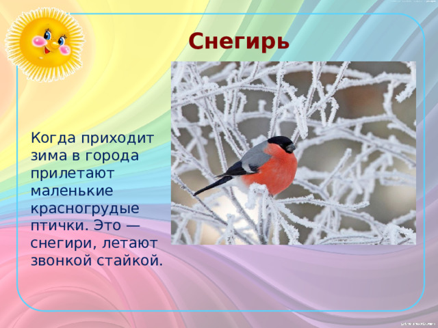 Снегирь Когда приходит зима в города прилетают маленькие красногрудые птички. Это — снегири, летают звонкой стайкой. 