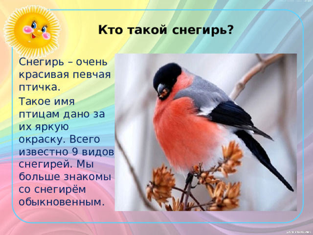 Кто такой снегирь? Снегирь – очень красивая певчая птичка. Такое имя птицам дано за их яркую окраску. Всего известно 9 видов снегирей. Мы больше знакомы со снегирём обыкновенным. 