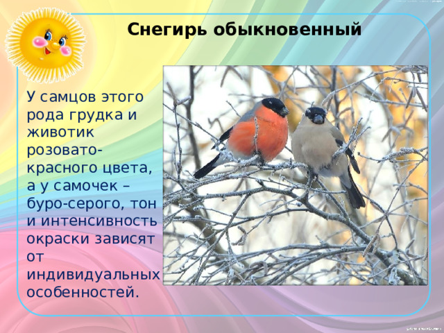 Снегирь обыкновенный У самцов этого рода грудка и животик розовато-красного цвета, а у самочек – буро-серого, тон и интенсивность окраски зависят от индивидуальных особенностей. 