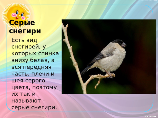 Серые снегири Есть вид снегирей, у которых спинка внизу белая, а вся передняя часть, плечи и шея серого цвета, поэтому их так и называют – серые снегири. 
