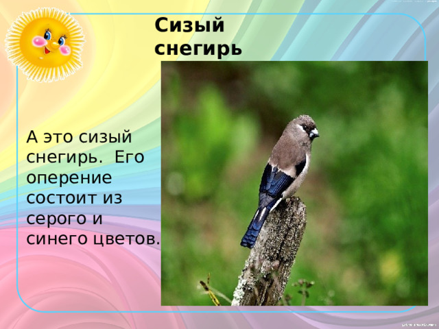 Сизый снегирь А это сизый снегирь. Его оперение состоит из серого и синего цветов. 