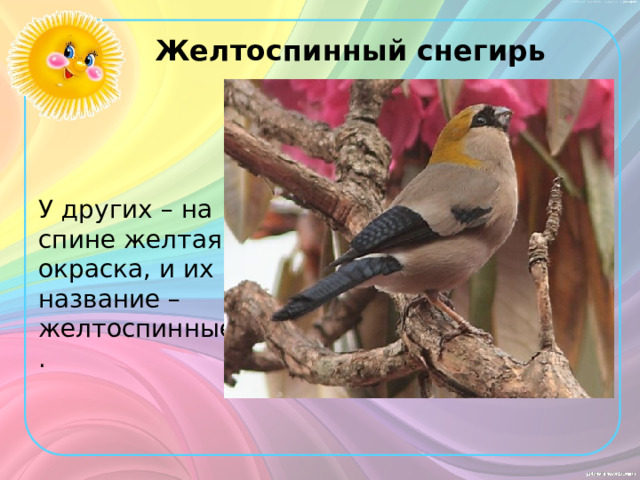 Желтоспинный снегирь У других – на спине желтая окраска, и их название – желтоспинные. 