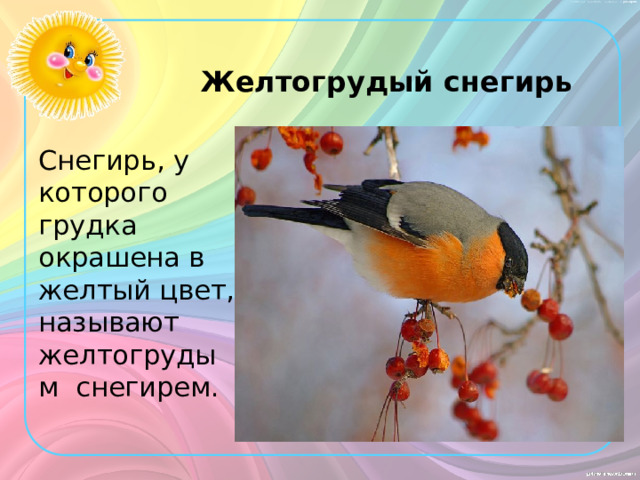 Желтогрудый  снегирь Снегирь, у которого грудка окрашена в желтый цвет, называют желтогрудым снегирем. 