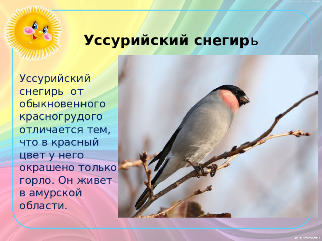 Уссурийский  снегир ь Уссурийский снегирь от обыкновенного красногрудого отличается тем, что в красный цвет у него окрашено только горло. Он живет в амурской области. 