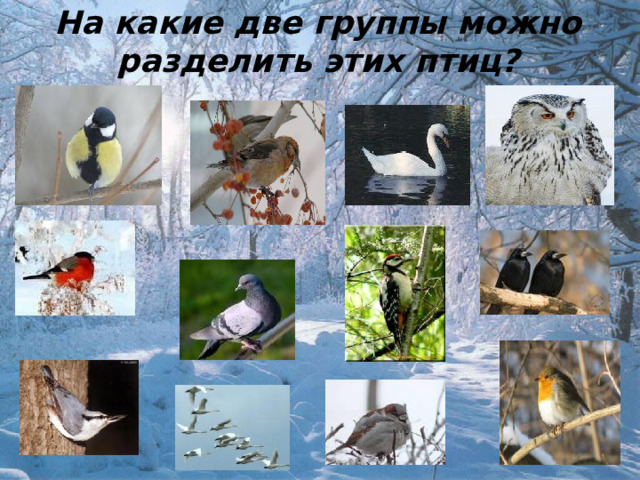 На какие две группы можно разделить этих птиц?  