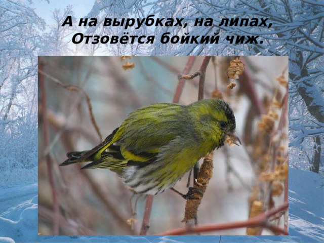 А на вырубках, на липах, Отзовётся бойкий чиж. 