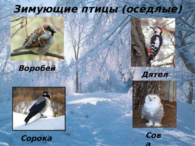 Зимующие птицы (осёдлые) Воробей Дятел Сова Сорока 