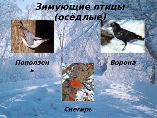 Зимующие птицы (осёдлые) Поползень Ворона Снегирь 