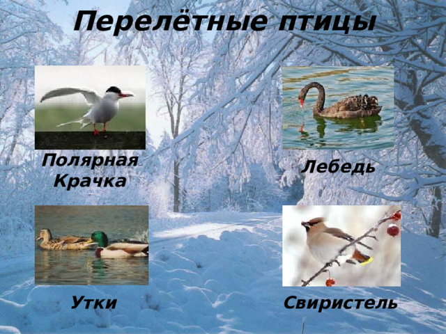 Перелётные птицы Полярная Крачка Лебедь Утки Свиристель 