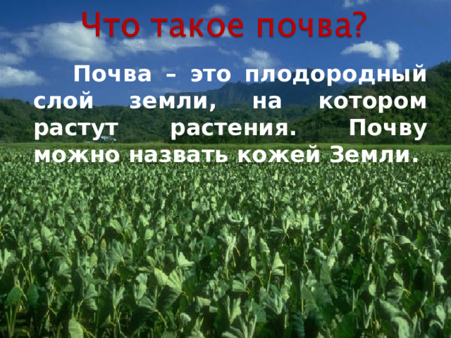  Почва – это плодородный слой земли, на котором растут растения. Почву можно назвать кожей Земли. 