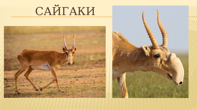 Сайгаки 