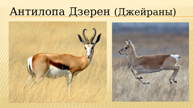 Антилопа Дзерен (Джейраны) 