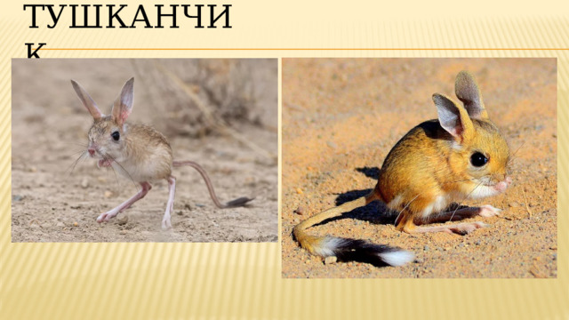 Тушканчик 