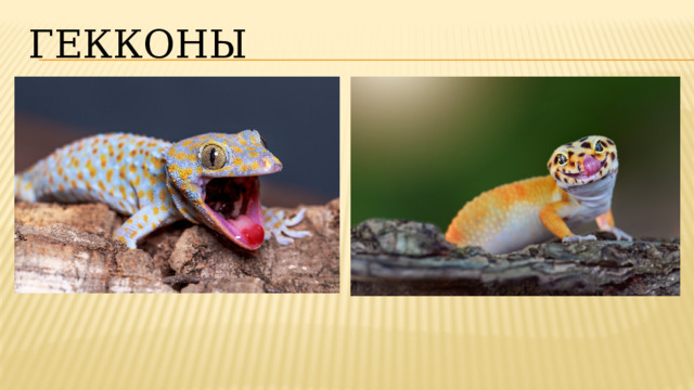 Гекконы 