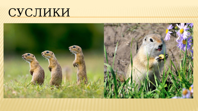 суслики 