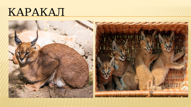 Каракал 