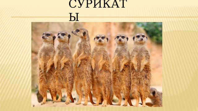Сурикаты 