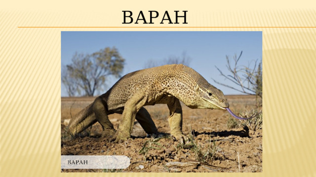 Варан 